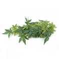 thumbnail image 3 of Planta Artificial Verde Pecera Plantas Falsas Hojas con Ventosas para Acuario Pecera Decoración de Reptiles Interior Y Exterior ANGGREK Otros, 3 of 8