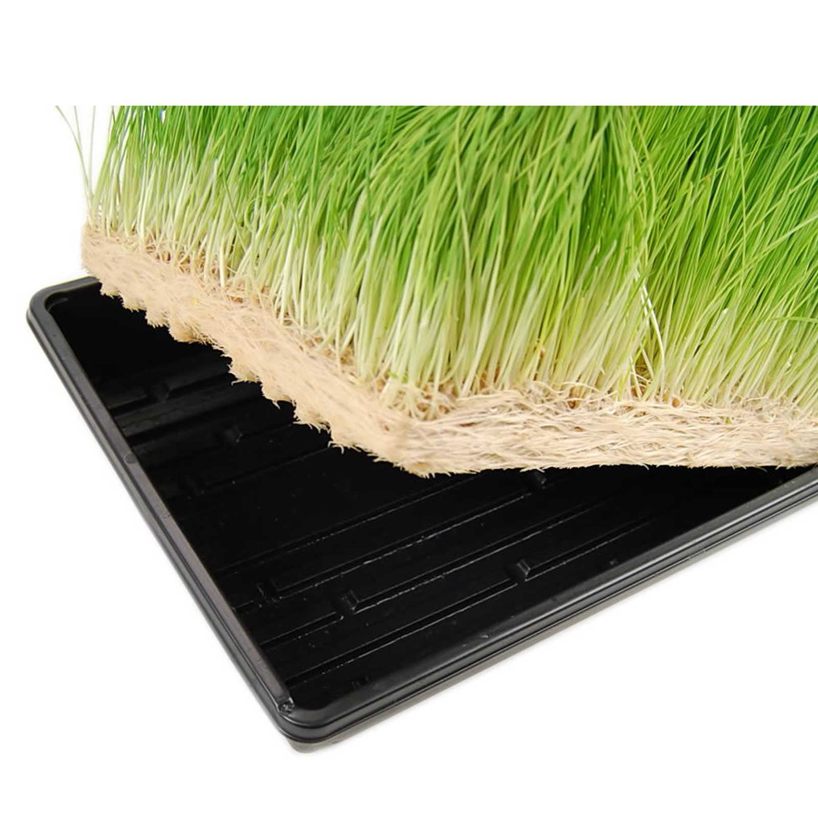 Wheatgrass 3"x5" microgreens Seed Starter plat insère 120 CT croître dans des plateaux 