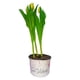 thumbnail image 1 of Tulipán en maceta 6 pulgadas, 1 of 4