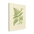 thumbnail image 2 of Trademark Fine Art Floral Canvas Art ' Ferns With Platemark I ' by Vision Studio, 2 of 4
