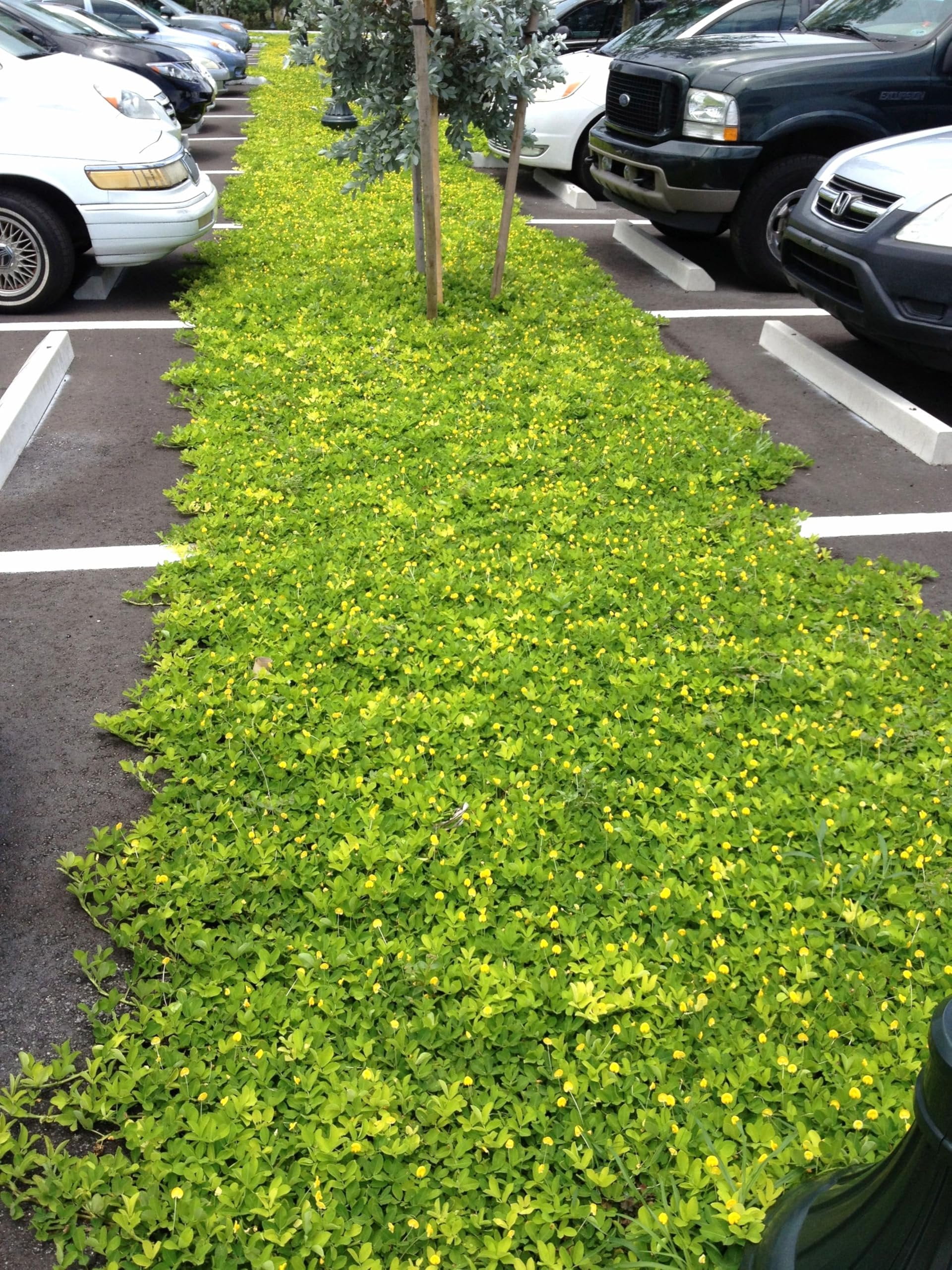 Ornamental Peanut Grass - Arachis Glabrata - 3 Live Plants in 2" Pots - Fully Rooted Drought Tolerant Ground Cover