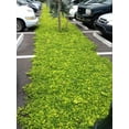 thumbnail image 5 of Ornamental Peanut Grass - Arachis Glabrata - 3 Live Plants in 2" Pots - Fully Rooted Drought Tolerant Ground Cover, 5 of 9