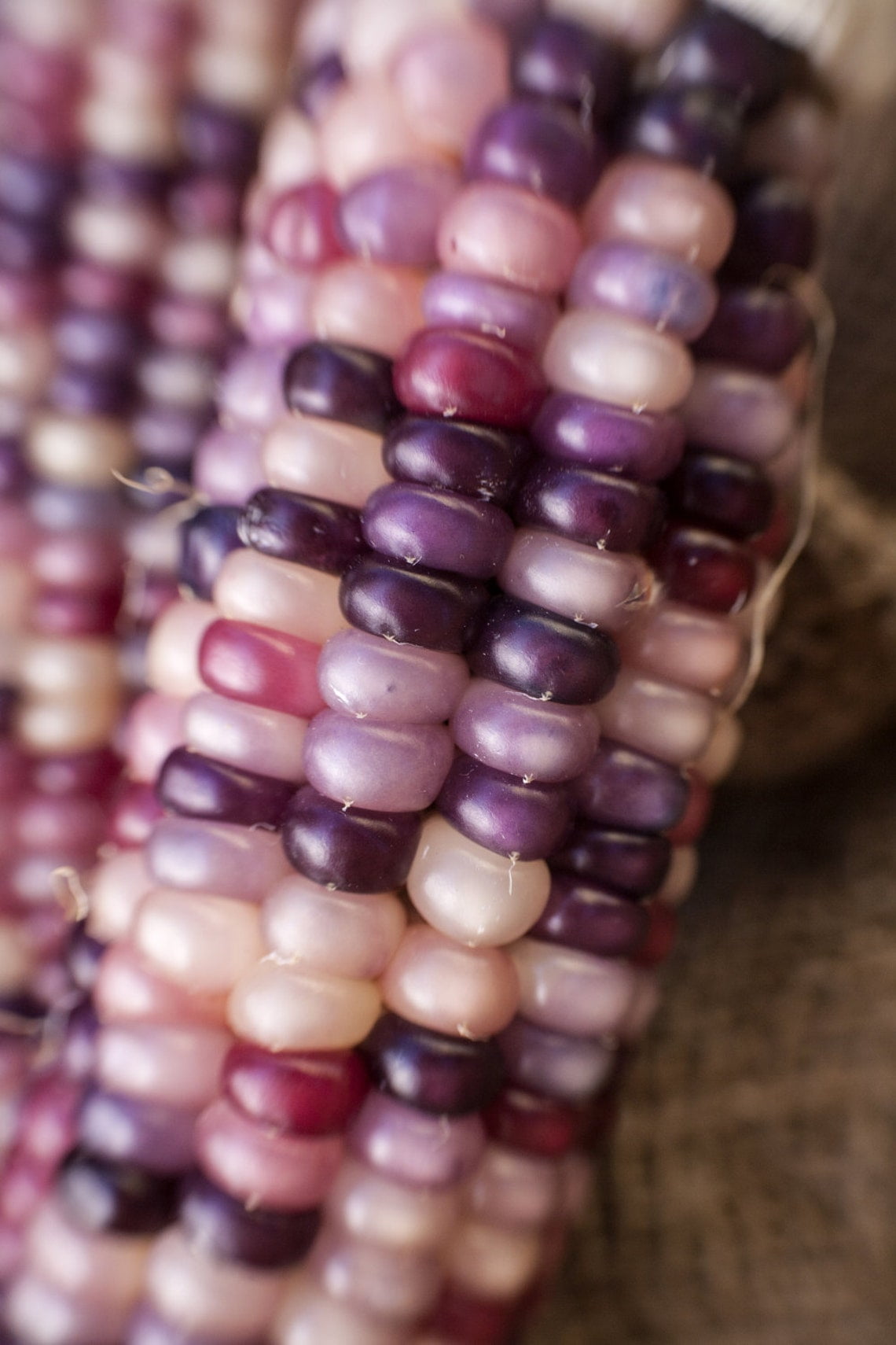 Amethyst Dream Purple Glass Gem Cherokee Indian Corns Heirloom Premium Seed Packet