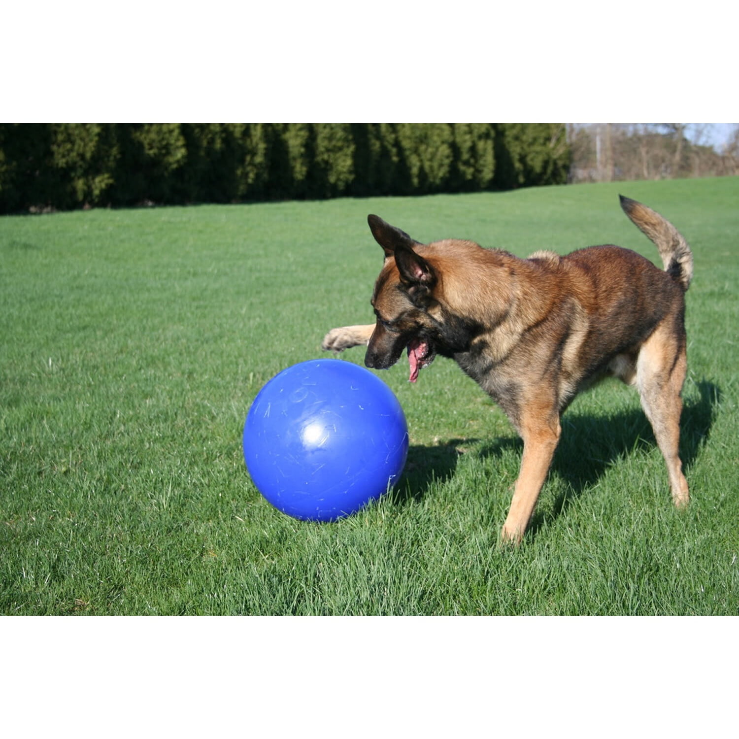 Jolly Pets PushNPlay Dog Ball