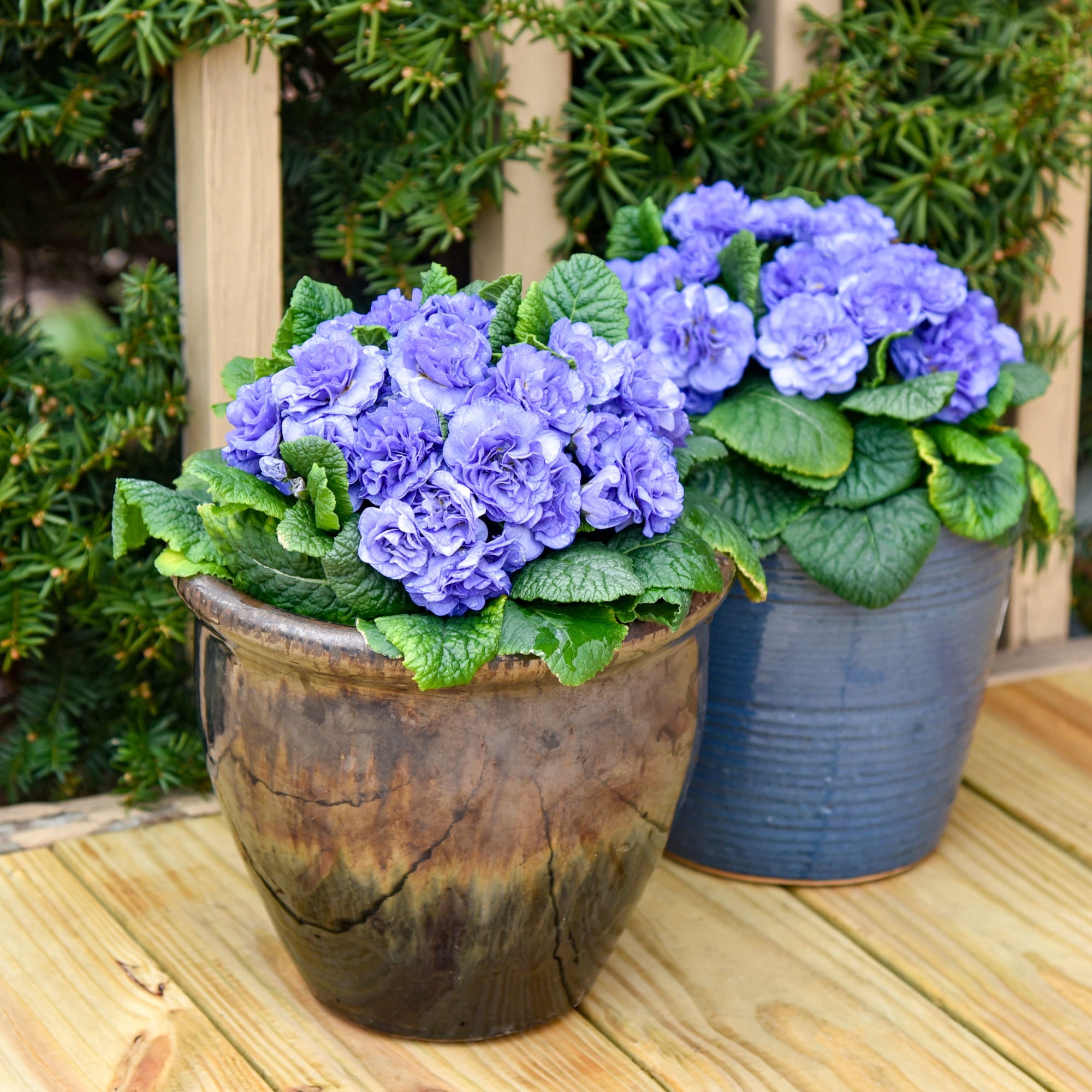 Proven Winners 6" Bouquet Perfect 'Watercolour Blue' Primrose Live Plant in 6.5" Pot