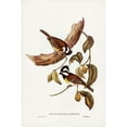 thumbnail image 2 of Gould, John 17x24 Black Modern Framed Museum Art Print Titled - White-bellied Shrike-Tit-Falcunculus leucogaster, 2 of 4