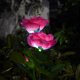 thumbnail image 5 of Iluminación Del Jardín Lámpara 3 LED Solar Rose Light Outdoor Garden Yard Lawn Ground Lamp Decoración festiva para fiestas Sywqhk Para estrenar, 5 of 6