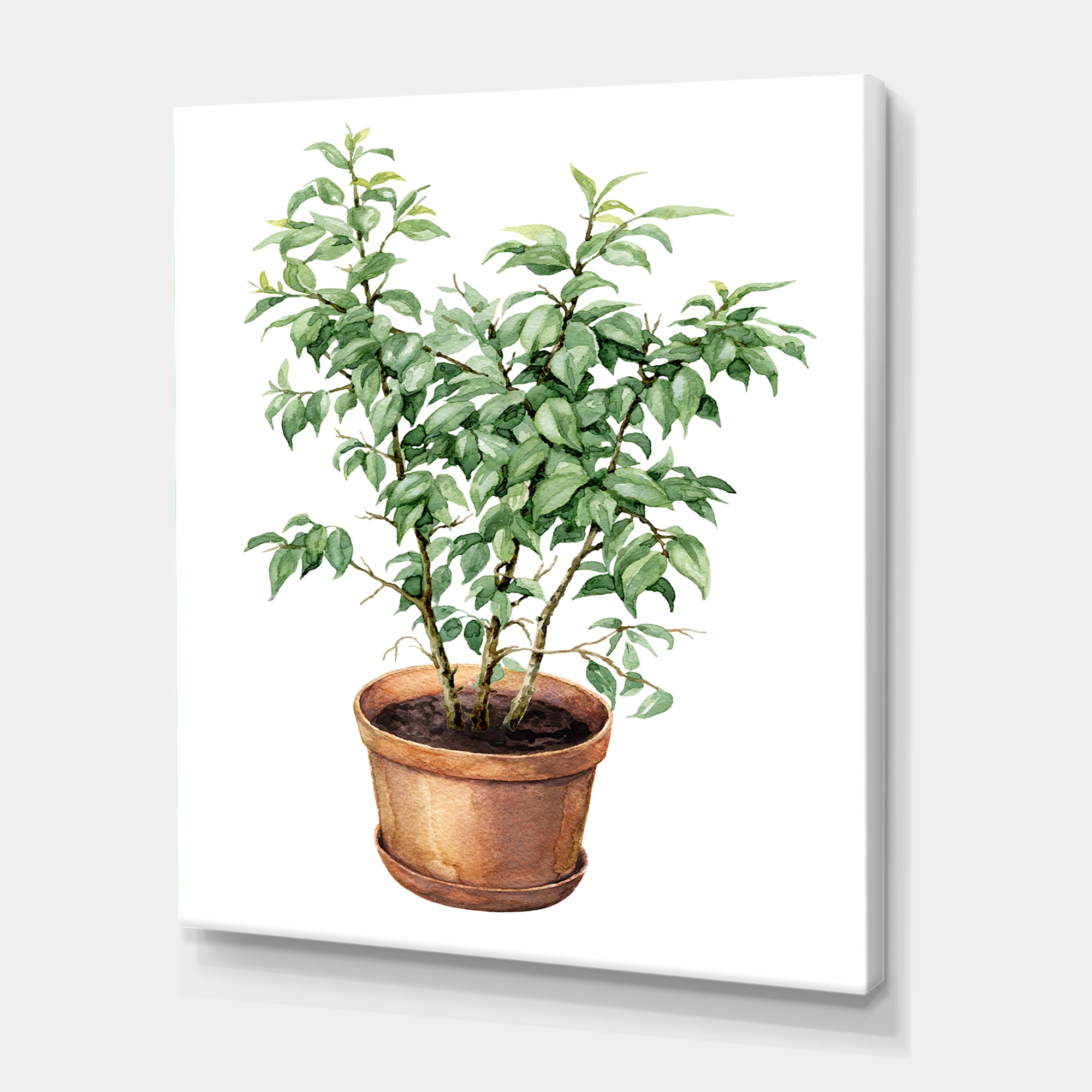Designart ' Ficus Benjamina Plant In Clay Flowerpot ' Traditional Canvas Wall Art Print