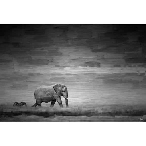 Parvez Taj Elephant Art Print on Brushed Aluminum