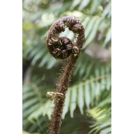 Fiordland National Park - Koru Spiral Shaped Unfurling Silver Fern Fronds, Fiordland National Park, South Island Print Wall Art By Stuart Black