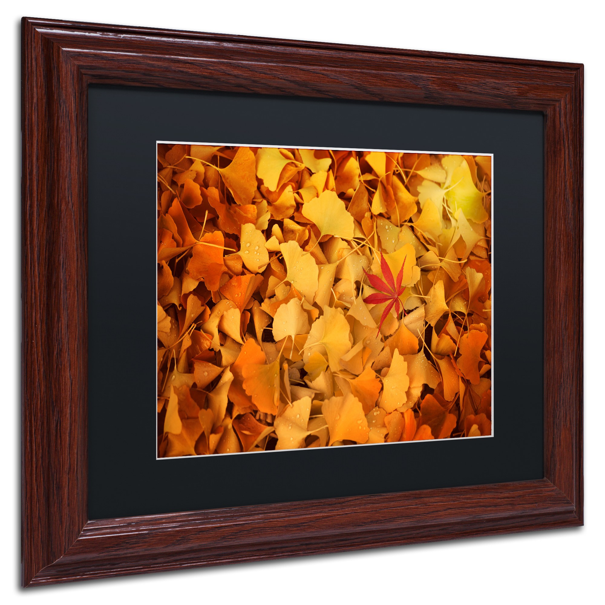 Trademark Fine Art "Variegated" Canvas Art by Philippe Sainte-Laudy Black Matte, Wood Frame