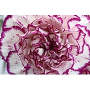 Seedville 50 Picotee Mix Carnation Flower Seeds, Double Bicolor Striped, Dianthus Caryophyllus