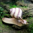 thumbnail image 3 of MasteelfCA 2pcs Artificial Snail Ornament Mini Garden Snail Model Micro Landscape Decor, 3 of 8