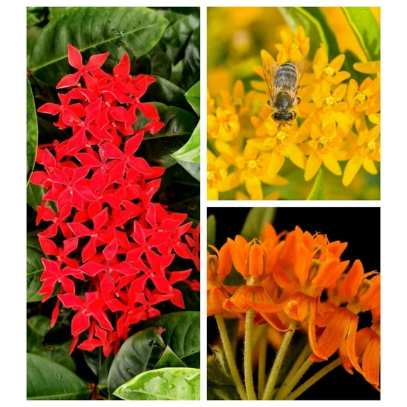 10 GAY BUTTERFLIES MILKWEED Red Yellow Orange Mix Asclepias Tuberosa Butterfly Weed Flower Seeds