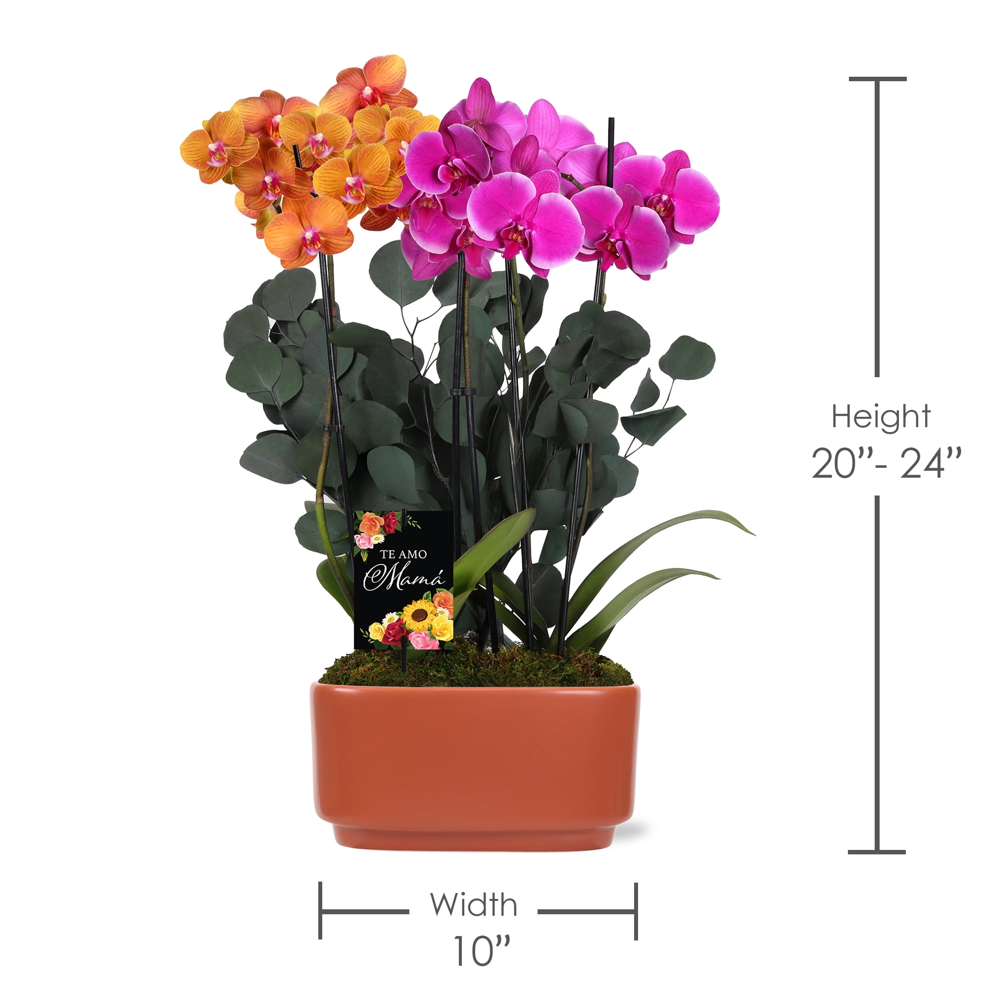 Green Circle Growers 10" Salmon and Pink Orchid Duo Live Plants in Orange Planter – Mother’s Day Gift