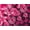 Pink Exploded, variant on Swimsuits for All Women's Chlorine Resistant Classic Tankini Top