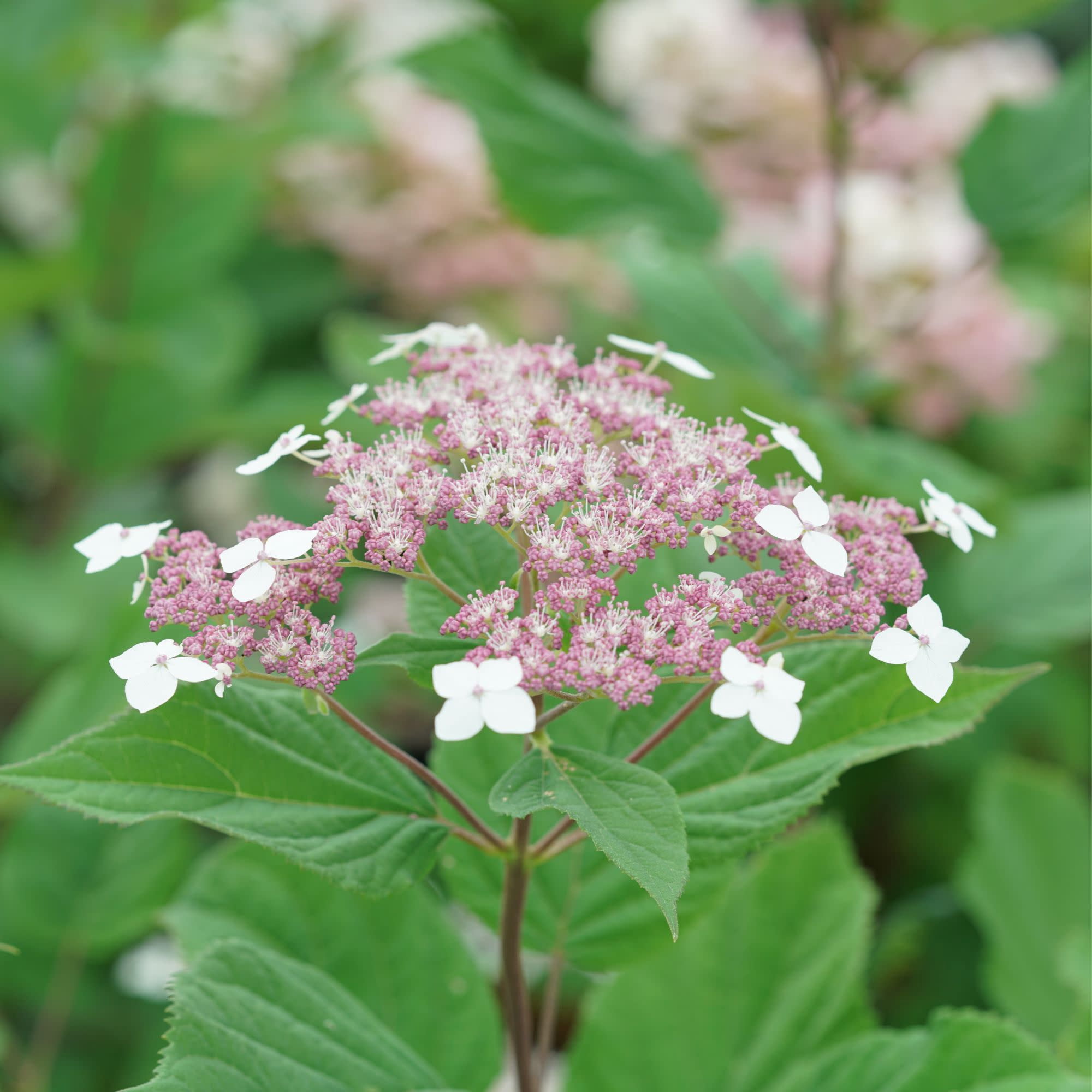 Proven Winners ColorChoice 5" Purple Invincibelle Lace Smooth Hydrangea Live Plant in 4.5" Pot (4 Count)