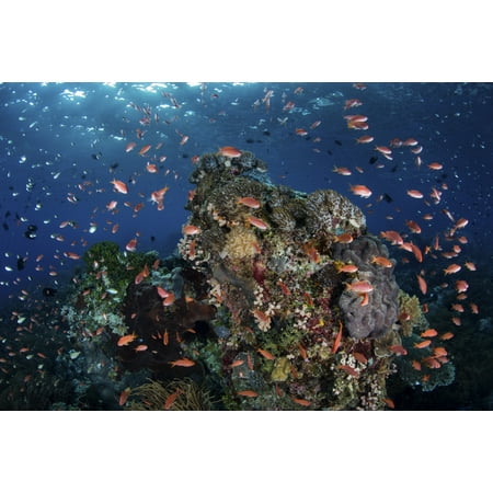 Reef fish swimming above a coral reef in the Lesser Sunda Islands of Indonesia Poster Print by Ethan DanielsStocktrek (Best Islands Of Indonesia)