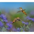thumbnail image 3 of Fitzharris, Tim 22x20 Black Modern Framed Museum Art Print Titled - Broad Tailed Hummingbirds, 3 of 5