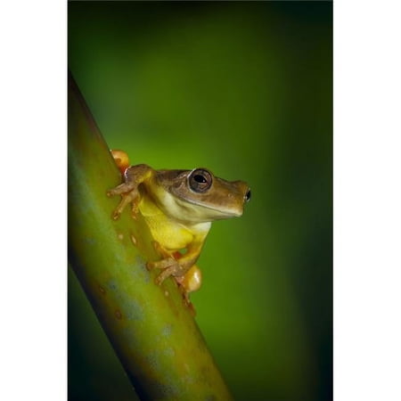 Swamp Frog On Reed Poster Print by Corey Hochachka 22 x 34 - Large