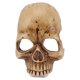 thumbnail image 2 of Lámpara De Noche De Calavera, Luz Nocturna De Esqueleto De Resina De Brillo Ajustable Para Halloween. Obra Decorativa única En Salón, Dormitorio, Bar., 2 of 7