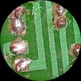 thumbnail image 4 of AmScope SM-1B 7X-45X Binocular Stereo Zoom Microscope With Super Large Stand, 4 of 4