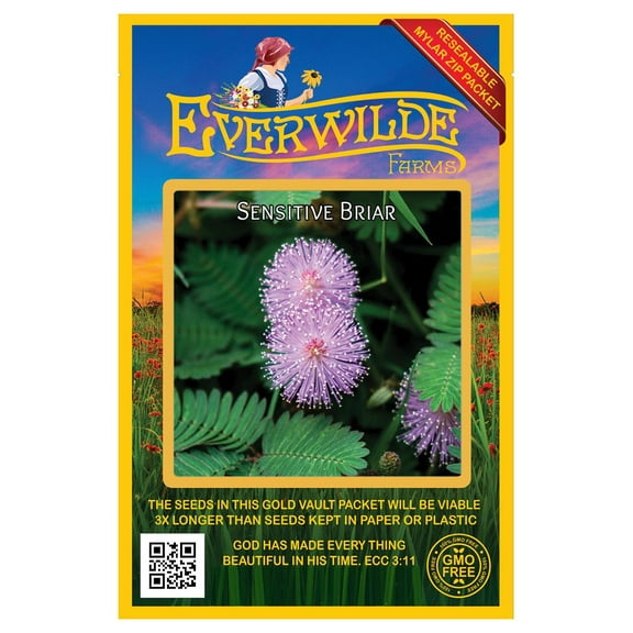Everwilde Farms - 60 Sensitive Briar Native Wildflower Seeds - Gold Vault Jumbo Bulk Seed Packet