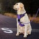 thumbnail image 4 of Arnés para perros pequeños con correa IVY&LANE, sin tirones, color morado, 4 of 4