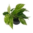 thumbnail image 2 of Live Marble Queen Pothos, Epipremnum aureum, Air Purifying Indoor Plant, Low Light Houseplant, Easy Care Plant, 4-inch Pot(s), 2 of 5