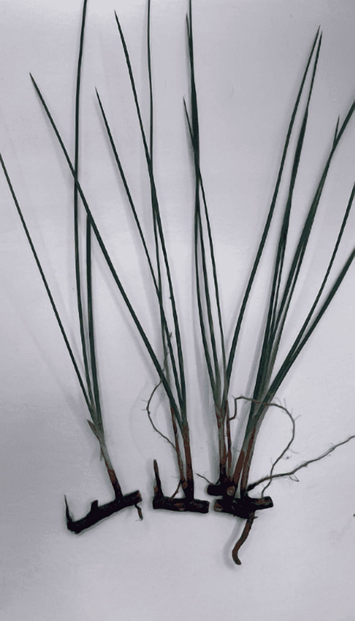 5 Live Eleocharis Vivipara Aquarium Plants – Tall Hair Grass for Freshwater Fish Tank, Natural Aquascaping Background Plant