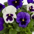 thumbnail image 3 of Expert Gardener 2.5QT Purple White Pansy Live Annual Plant Sun 3-Pack, 3 of 7