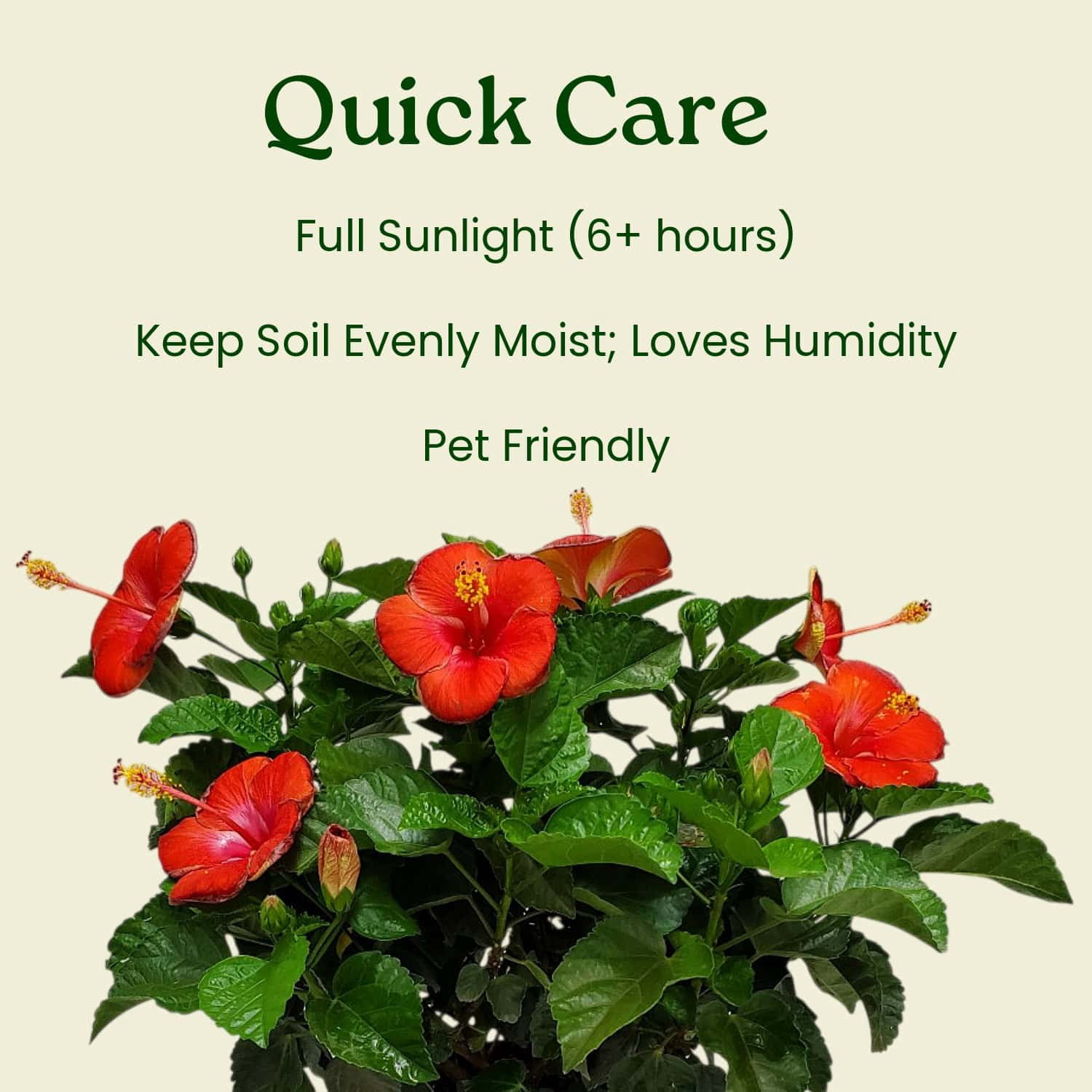 Tropical Plants of Florida 16" to 18" President Red Hibiscus Bush, 1 Gallon, Pet Friendly