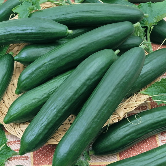Organic Eversweet F1 Hybrid Cucumber Seeds - 3 g Packet ~100 Seeds - Non-GMO, Certified Organic, F1 Hybrid - Vegetable Garden - Cucumis sativus