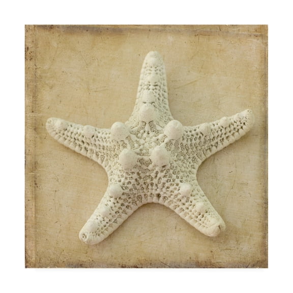 Trademark Fine Art 'Sepia Shell I' Canvas Art by Judy Stalus