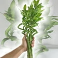 thumbnail image 2 of Lucky Indoor Bamboo - Live Plants - Ships Bare Root - 10-Pack of 12 Inch Curly Stalks - Air Purifying Feng-Shui Zen Garden Houseplants, 2 of 5