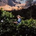thumbnail image 3 of Juan Valdez | Caf&eacute; Org&aacute;nico en grano Balanceado de Colombia, Notas de t&eacute; de moringa y nuez tostada, L&iacute;nea Sostenible | Bolsa de 454 g, 3 of 7