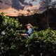 thumbnail image 3 of Juan Valdez | Caf&eacute; Finca en grano Fuerte y Tostado de Colombia, Notas de limon y Kiwi, Linea Sostenible | Bolsa de 454 g, 3 of 7