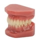 thumbnail image 3 of Modelo de Diente NikouMX Modelo de Ortodoncia Dental de 28 Dientes Sin Brackets, 3 of 8