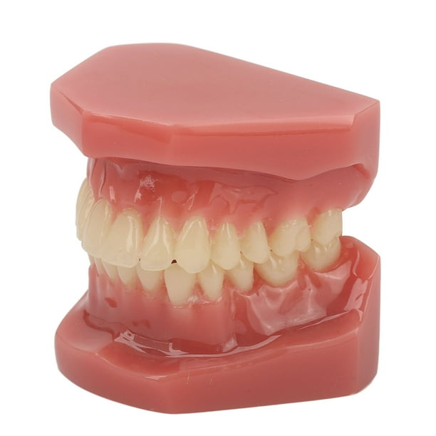 Modelo de diente de 28 dientes Modelo de ortodoncia dental Material de estudio y enseñanza Demostración dental