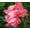 Pink Canna Lilies, variant on 3 Canna Lily Bulbs for Planting - Rhizome/Bulb/Plant (Orange Canna Lilies)