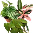 thumbnail image 2 of BubbleBlooms Indoor Foliage Assortment, 4 inch Set of 3, Best-Sellers Most Popular House Plant Variety, 2 of 9