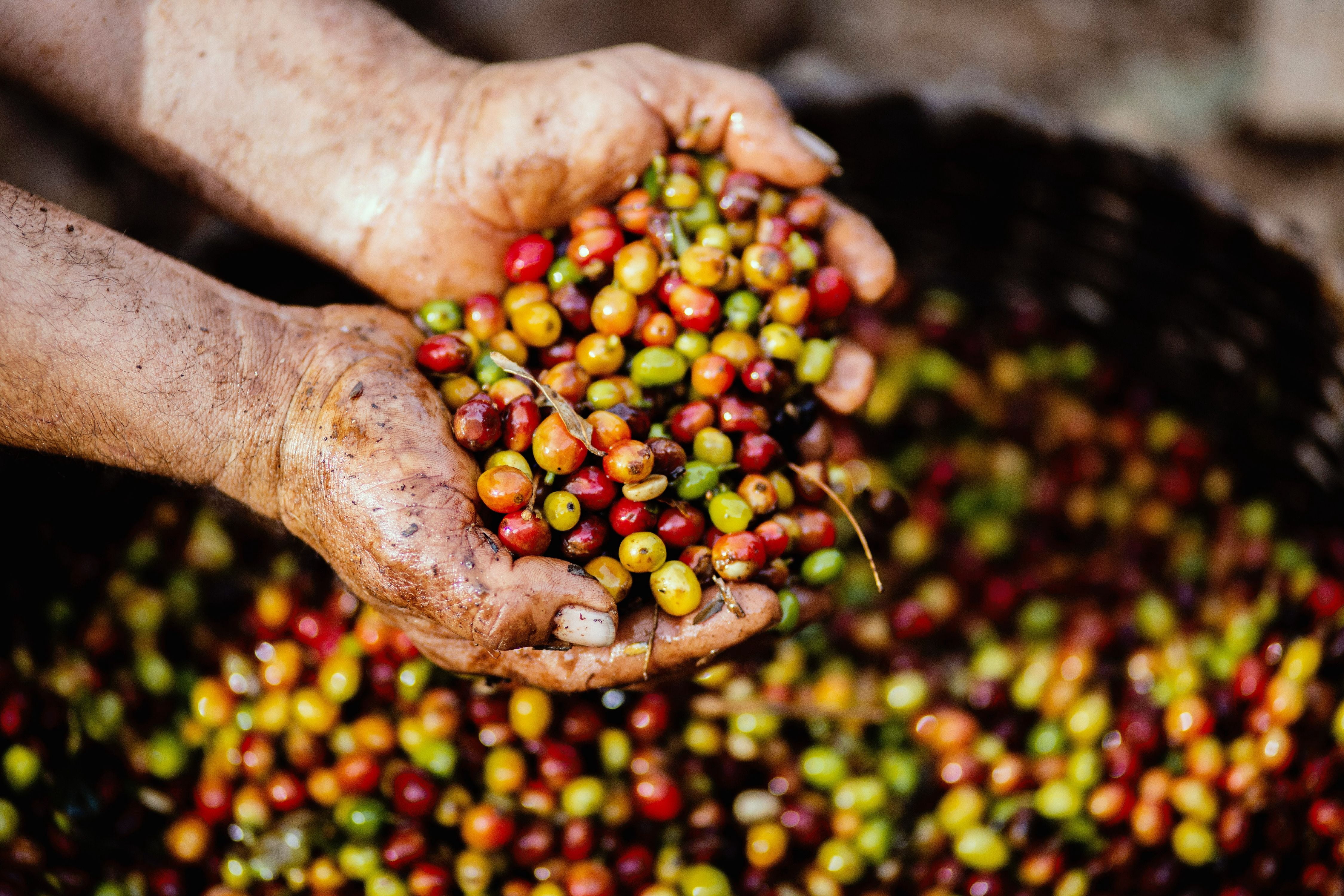 Jamaica Blue Mountain Whole Bean Coffee, Medium Roast, 1 Lb