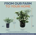 thumbnail image 4 of Nature's Way Farms Jasmine Asian Snow Live Plant (25-30 in. Tall) in Grower Pot, 4 of 4