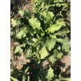HORSERADISH CROWNS ORGANIC 6 ea. for planting. PLANT ANYTIME