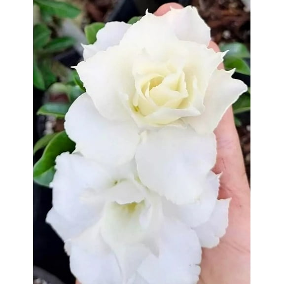 4 Tripple White Desert Rose Seeds Adenium Obesum Flower Perennial Flowers Exotic 587