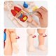 thumbnail image 5 of Juguetes de simulación de modelo de órgano humano de educación temprana para niños con partes del cuerpo extraíbles, 5 of 5