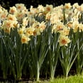 thumbnail image 3 of Tom Pouce Daffodil Flower Bulbs - 5 Bulbs per Pack - Pleasantly Scented - Deer Resistant - Good as Cut Flowers - Naturalizing - Easy to Grow Live Plants - Outdoor Garden, 3 of 5
