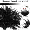 Black Fern Indoor Outdoor Decorative Material Long Term Use Shrub Fern ...