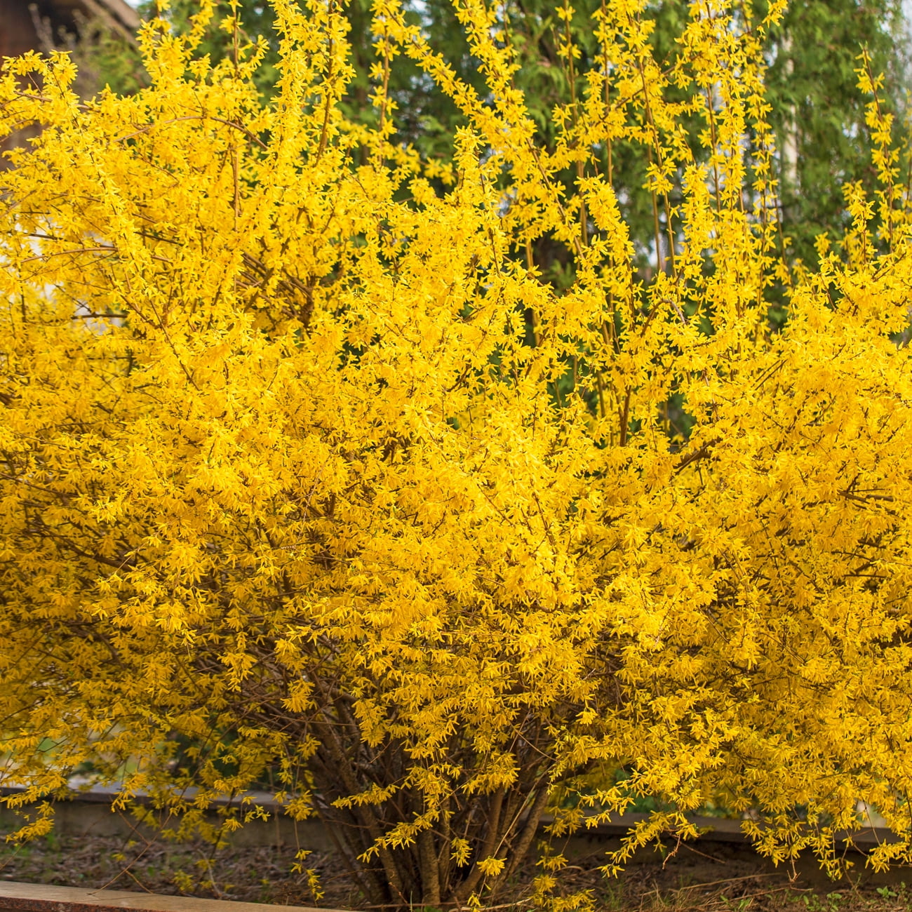 Van Zyverden Forsythia Lynwood Gold Dormant Perennial Plant Root Full Sun; 6+ Hrs Yellow