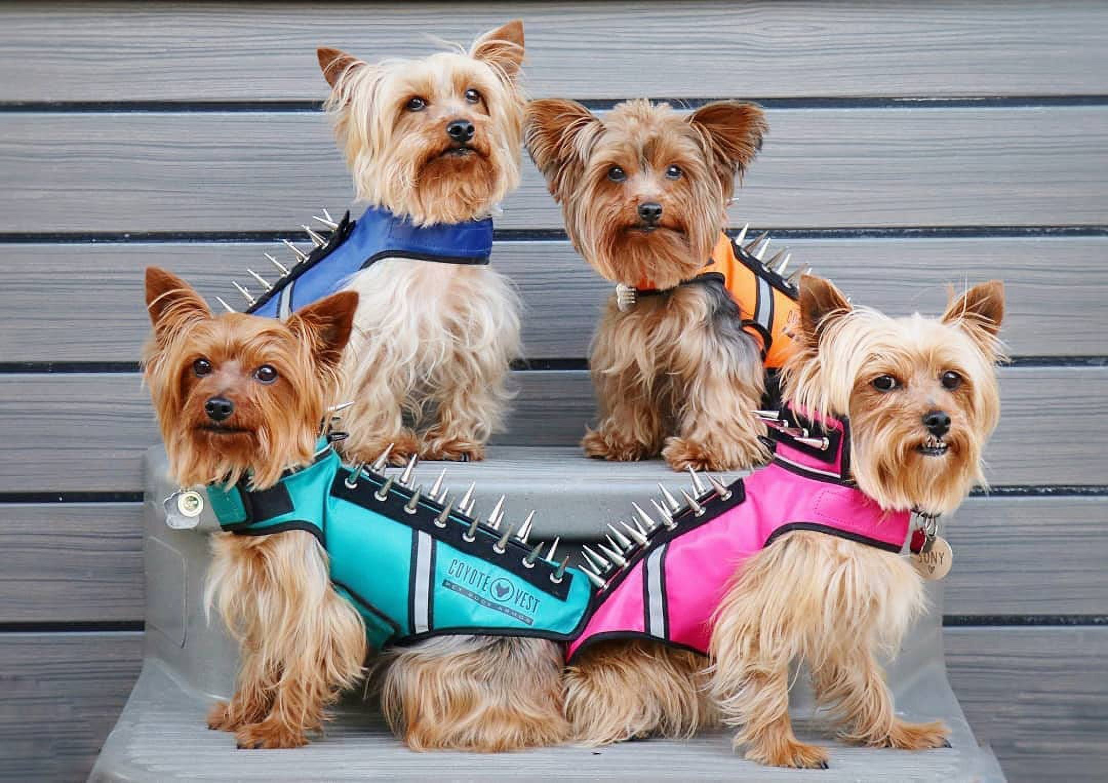CoyoteVest SpikeVest (Small - Neon Pink) Dog Harness Vest for Small Dogs, Reflective Dog Vest with Spikes to Shield Your pet from Coyotes, Raptor and Animal Attacks, Anti Hawk Vest, Made in USA